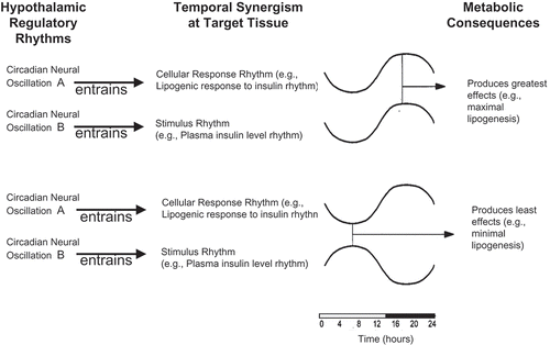Figure 1. Temporal synergism of circadian rhythms of biological activities at the target tissue level regulate metabolism.