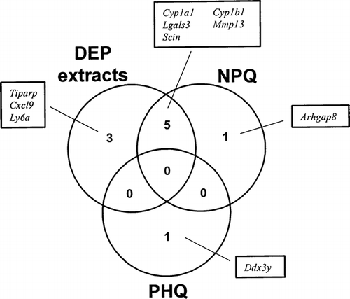 FIG. 3 Venn diagram of DEP extracts and quinones (NPQ and PHQ)-regulated genes. Fetal thymus was exposed to DEP extracts, NPQ, or PHQ for 24 hours. Total RNA was isolated and gene expression was analyzed using an Affymetrix GeneChip. These genes showed at least a 2-fold change in expression in both of two independent experiments, compared to controls.