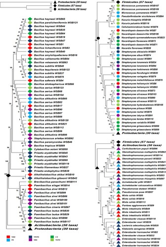 Figure 1. Phylogenetic tree constructed using neighbor-joining method grouped on the basis of phyla and 123 endophytic bacterial isolates of various zones. Bootstrap values (>50) are represented by numbers at the nodes on 1000 replication.