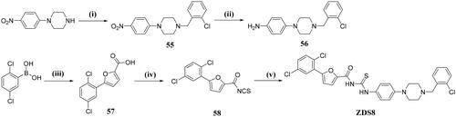 Scheme 8. Reagents and conditions: (i) 2-chlorobenzaldehyde, STAB, THF, 70 °C, 1 h; (ii) SnCl2.2H2O, EA, 70 °C; 17 h; (iii) methyl 5-bromofuran-2-carboxylate, Na2CO3, Pd(PPh3)4, DME/H2O, 100 °C, 2 d; (iv) Step1: SOCl2, DCM, DMF, rt; Step2: KSCN, acetone, 0 °C to rt, 0.5 h; (v) acetone, rt, 5 min;