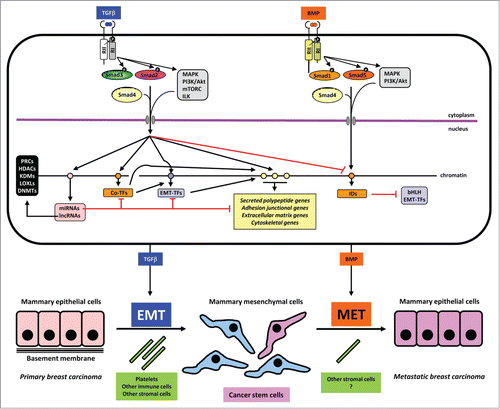 Figure 1. Mechanisms in TGFβ-induced EMT and BMP-induced MET. A mammary epithelial cell is shown on top with the 2 sister signaling pathways of TGFβ and BMP. These 2 growth factors are color coded to match the process of EMT and MET respectively. Signaling by the dimeric extracellular proteins is mediated by plasma membrane receptors (type II (RII) and type I (RI), which phosphorylate Smad proteins or activate other non-Smad signaling proteins (mainly protein kinases shown in gray boxes). Phosphorylation events on the type I receptor or on the Smads are shown with a black circled white P. Smads form complexes with Smad4 and together with non-Smad kinases transmit signals into the nucleus where different target genes are regulated positively (black arrows) or negatively (red arrows). Target genes of the pathways are symbolized as circles on the chromatin thread and are divided for simplicity and based on the text in 4 groups: a) miRNA and lncRNA genes (pink); b) co-transcription factor genes (orange), e.g., HMGA2, C/EBP or IDs in the case of BMP signaling; c) EMT-TF genes (purple); d) effector genes including secreted polypeptides, junctional, extracellular matrix and cytoskeletal components (yellow). MiRNAs are shown to negatively regulate various other target mRNAs. LncRNAs are shown to participate with chromatin regulators (black box on the left). These chromatin regulators participate in the chromatin-based epigenetic control of every step in the signaling and gene regulatory cascade (not shown). Make note of the sequential regulatory cascades whereby for example, the effector (yellow) gene is regulated by incoming Smad and non-Smad signaling, co-TFs and EMT-TFs, together with the conserted action of the lncRNA/chromatin factors (not shown). Such signaling mechanisms lead to EMT or MET leading to changes of cell architecture and differentiation as depicted at the bottom of the figure. Platelets and other cell types assist to the process of EMT, whereas the contribution of accessory cell types that promote MET is not well investigated (question mark). The generation of cancer stem cells is indicated with dark pink color and the metastatic breast carcinoma epithelial cells are colored as dark pink to indicate their development via MET from the CSCs. The latter is a speculative hypothesis and not yet demonstrated experimentally. Note the lack of normal basement membrane in the metastatic epithelial colony, which is also hypothetical and aims at emphasizing that the metastatic carcinoma cells and the epithelial cells in the primary cancer may not generate identically organized tissue architecture.