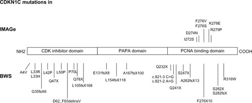 Figure 1 Mutations of CDKN1C in IMAGe syndrome (upper part) and BWS (lower part). The mutations in IMAGe syndrome are clustered within the PCNA-binding domain and are considered gain-of-function. The pathogenetic variations in BWS are spread throughout the gene and considered loss-of-function. The mutations reported here were previously described by Romanelli et alCitation29 and by Hamajima et al.Citation48