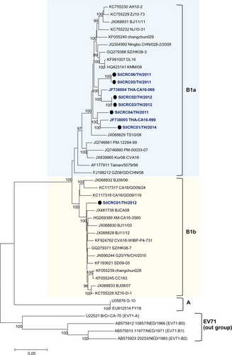 Fig. 3 Subgenotyping of CA16 Thai isolates based on complete genome sequences.The phylogenetic dendrogram was constructed by the neighbor-joining method on the basis of the maximum composition likelihood model using MEGA 5.0. The prototype EV71 genotypes A and B were used outgroups. Bootstrap values of 1000 replicates are shown at the branch points. CA16 Thai isolates are indicated in blue letters and strains marked by black circles were from this study