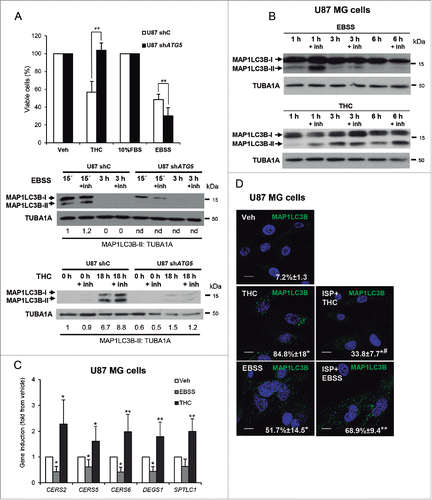 Figure 1. THC, but not nutrient deprivation, -induced autophagy relies on the stimulation of sphingolipid biosynthesis. (A) Upper panel: Effect of THC (4 µM, 18 h) and incubation with EBSS (18 h) on the number of U87MG cells stably transfected with control (shC) or ATG5-selective (shATG5) shRNAs as estimated by the MTT test (n = 4; mean ± s.d; **, P < 0.01 from THC-treated or EBSS-incubated U87 shC cells). Lower panel: Effect of THC (4 µM) and incubation with EBSS on the induction of autophagy (as determined by MAP1LC3B-II lipidation in the presence of E64d, 10 μM; and pepstatin A, 10 μg/ml [+inh]) of U87 cells stably transfected with control (U87 shC) or ATG5-selective (shATG5) shRNAs (n = 3, a representative experiment is shown). ATG5 mRNA levels (as determined by real-time quantitative PCR) were reduced by 85 ± 3% on U87shATG5 cells when compared with U87shC cells; (n = 4). Values in the bottom of the western blots correspond to the fold change in the MAP1LC3B-II to TUBA1A ratio relative to shC U87MG cells at the initial time point of the treatments. Nd, nondetectable. (B) Effect of THC (4 µM, 1 h, 3 h and 6 h) and incubation with EBSS (i.e., nutrient deprivation, 1, 3 and 6 h) on the induction of autophagy (as determined by MAP1LC3B-II lipidation in the presence of E64d, 10 μM; and pepstatin A, 10 μg/ml [+inh]) of U87MG cells (n = 3, a representative experiment is shown). (C) Effect of THC (4 µM; 3 h) on the mRNA levels (as determined by quantitative real-time PCR) of different enzymes involved in sphingolipid biosynthesis (CERS2; CERS5; CERS6 (ceramide synthase 2, 5 and 6), DEGS1/dihydroceramide desaturase (delta[4]-desaturase, sphingolipid 1) and SPTLC1 (serine palmitoyltransferase long chain base subunit 1) of U87MG cells (n = 5; *, P < 0.05; **, P < 0.01 from Veh-treated cells). (D) Effect of THC (4 µM), ISP-1 (5 µM) and incubation with EBSS on autophagy (18 h) (as determined by MAP1LC3B immunostaining). Note that incubation with ISP-1 prevents THC but not starvation-induced autophagy of U87MG cells. Values correspond to the percentage of cells with MAP1LC3B dots relative to the total cell number of cells ± s.d; n = 3. *, P < 0.05; **, P < 0.01 from Veh-treated cells and #, P < 0.05 from THC- and EBSS-treated cells. Bar: 20 μm.