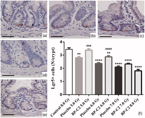 Figure 7. Effect of BP-C2 on Lgr5 + cells of intestinal crypts in C57BL/6 mice on day 8 after TBI. (a) Control 0.0 Gy; (b) Placebo 5.0 Gy; (c) BP-C2 (81 mg/kg) 5.0 Gy; (d) Placebo 7.0 Gy (note marked loss of intestinal crypts along with depletion of Lgr5 + cells); (e) BP-C2 (81 mg/kg) 7.0 Gy; (f) Number of Lgr5 + cells of intestinal crypts (data are presented as M ± SEM). **p < .01, ****p < .0001 versus Control, ###p < .001, ####p < .0001 BP-C2 group versus placebo group. Scale bar – 500 μm.