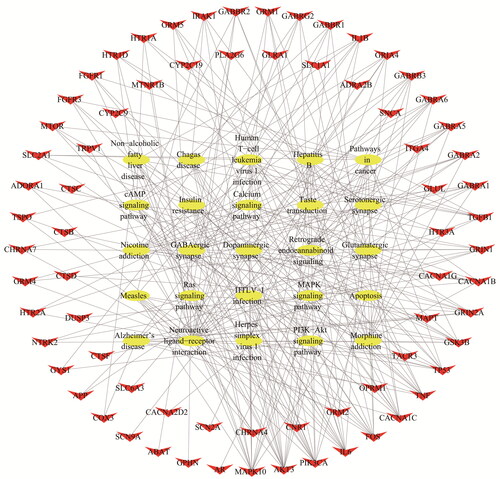 Figure 5. The T–P network.