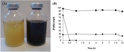 Figure 1. (A) Complete reduction of Pd(II) to Pd(0) by an aerobically grown culture of E. coli. Both bottles contain cells resuspended in 20 mM MOPS buffer at pH 7.6, and 1 mM sodium tetrachloropalladate (total volume 25 ml). This image was taken 45 min after the addition of formate to the bottle on the right. (B) Reduction by E. coli MC4100 and by controls showing no abiotic reduction of Pd(II). Controls used were killed (autoclaved) cells and cell-free suspension. Soluble Pd(II) in the supernatant was measured using ICP-MS. ▴ = MC4100; ■ = no cells; ♦ = killed cells.