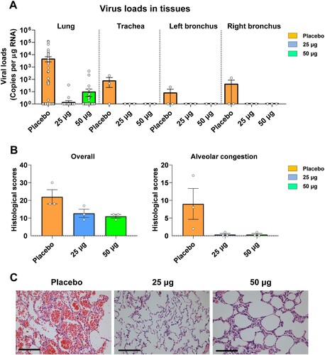 Figure 6. Viral loads and clinical signs in rhesus macaques challenged with SARS-CoV-2 after vaccination. (A) SARS-CoV-2 titration from lung tissues by qRT-PCR probing virus gRNA. Tissue samples: 7 lung lobes (4 sites for each lobe) of three macaques in each group (84 samples per group); tracheas of three macaques in each group; left and right bronchi of three macaques in each group. (B) Histopathology scores of overall lung lesions and pulmonary alveolar congestion. (C) Typical histopathology images of lung tissues section shown by haematoxylin-eosin staining. Scale bar, 100 μm.