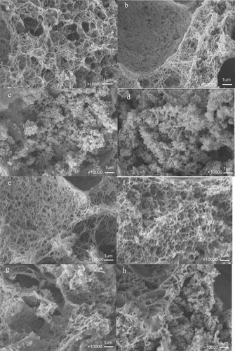 Figure 11. SEM of PLLA200 scaffolds (abcd) and PLLA2000 scaffolds (efgh) with different rate of HA: 2% (ae), 5%(bf), 10%(cg), 20%(dh).