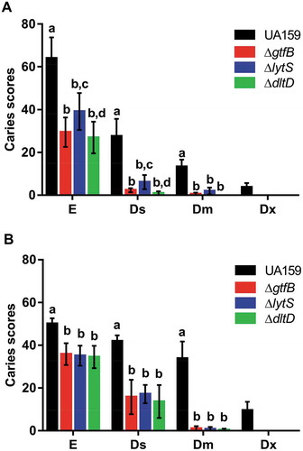 Figure 3. Influence of S. mutans strains on development and severity of dental caries on smooth (a) and sulcal (b) surfaces. The data displayed are the means, and the error bars correspond to the standard deviation (n = 14 per group). Bars with the same letters, by type of caries lesion, indicate no statistically significant differences between the strains (p > 0.05; two-way ANOVA, followed by the Tukey’s test). In the Dx category for both smooth and sulcal caries, no bars, other than S. mutans UA159, are represented, since the three deletion strains ΔgtfB, ΔlytS and ΔdltD did not yield this type of lesion. E: Enamel; Ds: light dentin caries; Dm: moderate dentin caries; and Dx: severe dentinal caries.