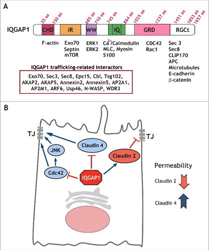 Figure 1. IQGAP1 interacting proteins can regulate a number of cellular functions. (A) IQGAP1 domain structure. Diagram depicting IQGAP1 domains and a number of interacting proteins. As many as 300 interactions have been documented for IQGAP1. We have listed a subset of these interactors that are relevant for cargo trafficking. (B) Model for selective regulation of TJ formation by IQGAP1. IQGAP1 promotes claudin 2 recruitment to the TJ, and blocks claudin 4 localization, thereby differentially regulating claudin localization to the forming TJ. Further, IQGAP1 also controls Cdc42 function and Cdc42/JNK activation during TJ formation.