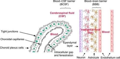 Figure 1 Overview of the blood–brain barrier and blood–cerebrospinal fluid barrier.