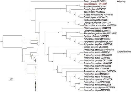 Figure 3. Phylogenetic relationships of B. scoparia based on the maximum-likelihood (ML) analysis of protein-coding genes in chloroplast genomes. Bootstrap values next to the nodes are based on 1000 replications. Panax ginseng was set as the outgroup. GenBank accession numbers: Panax ginseng MH049735 (Wang et al. Citation2018), Bassia littorea OK539756, Suaeda glauca NC045303 (Qu et al. Citation2019a), Suaeda salsa NC045302 (Qu et al. Citation2019b), Suaeda malacosperma NC039180 (Park et al. Citation2018), Suaeda japonica MK764271 (Park et al. Citation2018), Oxybasis glauca NC047226, Chenopodium album MW417304 (Li et al. Citation2021), Chenopodium acuminatum MW057780 (Wariss and Qu Citation2021), Celosia argentea MK598853 (Qian et al. Citation2019), Ptilotus polystachyus MK419082 (Hammer et al. Citation2019), Gomphrena globosa NC069834, Alternanthera philoxeroides MW285080 (Jiang et al. Citation2021), Cyathula officinalis NC066401 (Guo et al. Citation2022), Achyranthes aspera MN953051 (Xu et al. Citation2020), Achyranthes bidentata MN953050 (Xu et al. Citation2020), Achyranthes longifolia MN953049 (Xu et al. Citation2020), Celosia argentea MK598853(Qian et al. Citation2019), Amaranthus retroflexus MW646089 (Lou and Fan Citation2021), Amaranthus hybridus MT993471 (Bai et al. Citation2021), Amaranthus cruentus MG836506 (Hong et al. Citation2019), Amaranthus dubius MZ397802 (Xu et al. Citation2021), Amaranthus spinosus OP718299, Amaranthus caudatus NC040143 (Hong et al. Citation2019), Amaranthus blitoides MT526786 (Xu et al. Citation2022), Amaranthus albus MT526785 (Xu et al. Citation2022), Amaranthus roxburghianus OQ354384, Amaranthus blitum MT526777 (Xu et al. Citation2022), Amaranthus tricolor NC065013, Amaranthus capensis MT526779 (Xu et al. Citation2022), Amaranthus viridis MW679034 (Ding et al. Citation2021), Amaranthus deflexus MT526776 (Xu et al. Citation2022), Amaranthus standleyanus NC065856 (Xu et al. Citation2022), and Amaranthus crispus MT526778 (Xu et al. Citation2022).