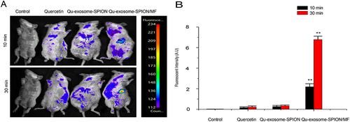 Figure 4 In vivo targeting capacity of Qu-exosome-SPIONs/MF. (A) NIRF imaging and (B) fluorescence intensity of Cy5.5-labeled quercetin and Qu-exosome-SPIONs in the pancreas of Kunming mice 10 or 30 min after venous injection in the absence or presence of an external MF (MF density: 1 T). n=3, **indicates a statistically significant difference at p <0.01 vs the quercetin group.