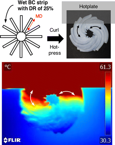 Figure 16. Heat-guiding materials produced by assembling stretched BC hydrogels with a draw ratio (DR) of 25% to form a planar spiral paper. Reprinted with permission from [Citation75]. Copyright 2017 American Chemical Society.