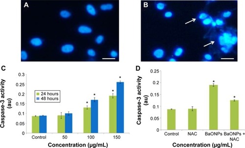 Figure 5 Chromatin condensation and stimulation of caspase-3 activity in L929 cells after exposure to BaONPs (A). Control (B) at 150 μg/mL of BaONPs for 48 hours of BaONPs. (C) Caspase-3 activity. (D) Effect of NAC (5 mM) on BaONPs (150 μg/mL) induced caspase-3 activity in L929 cells over 24 hours.Notes: Data represent the average ± SE of three tests. Statistical differences with respect to the controls are shown (*P<0.05). Scale bar (—) 50 μm. The white arrows indicate the condensed chromosomes.Abbreviations: BaONPs, barium oxide nanoparticles; NAC, N-acetylcysteine; SE, standard error.