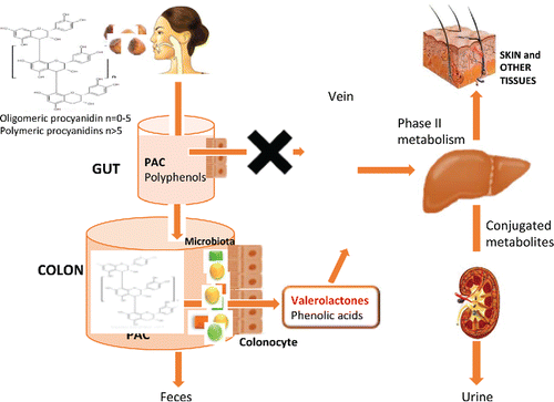 Figure 2. PAC metabolism in human body.