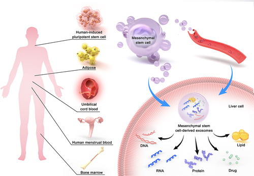 Figure 1 MSC-Exos have proven potential as delivery vehicles and have the opportunity to treat liver diseases. MSCs can be isolated from various adult tissues, such as the human-induced pluripotent stem cell, bone marrow, umbilical cord blood, adipose, human menstrual blood. MSC-Exos play a therapeutic role in liver by secreting DNA, RNA, protein, lipid and drug through paracrine and blood transport.