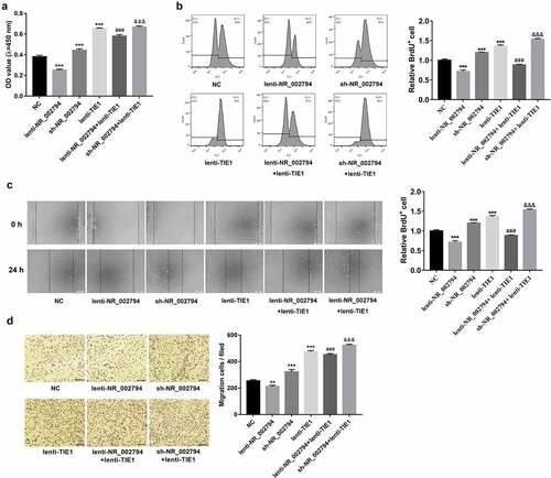 Figure 4. NR_002794 suppressed cell proliferation and migration by silencing TIE1 in SWAN71 cells. (a-d) SWAN71 cells were infected with lenti-NR_002794, sh-NR_002794, lenti-TIE1, lenti-NR_002794+ lenti-TIE1, sh-NR_002794+ lenti-TIE1 or control lentiviruses. (a and b) At 48 h post-infection, cell proliferative ability was measured by CCK-8 (a) and BrdU (b) assays. (c and d) Cell migratory ability was examined through wound healing assay (c) and transwell migration assay (d). *: treated group versus NC group. #: treated group versus lenti-NR_002794 group. &: treated group versus sh-NR_002794 group. ***P < 0.001. ###P < 0.001. &&&P < 0.001