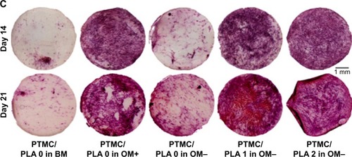 Figure 9 Dexa released from hybrid PTMC/PLA film stimulates ALP activity, early marker of hBMSCs osteogenic differentiation.Notes: ALP activity measured on Days 14 and 21 (A and B respectively, £ reports significance for drug-free PTMC/PLA 0 regarding the nature of the medium, $ reports significance for drug-loaded PTMC/PLA on OM− medium, and ! reports significance for TCPS regarding the nature of the medium). ALP staining on hBMSCs monolayer cultivated on the diverse substrates is shown (for only one donor, but similar staining was obtained for both donors, C).Abbreviations: ALP, alkaline phosphatase; hBMSCs, human bone marrow mesenchymal stem cells; OM, osteogenic media; PLA, poly(lactic acid); PTMC, poly(trimethylene carbonate); TCPS, tissue culture polystyrene.