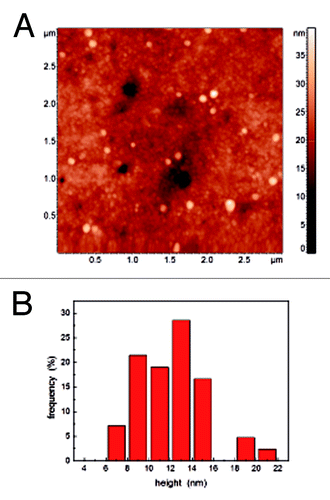 Figure 2. (A) Typical AFM topographic reconstruction of magnetoferritin molecules on Si substrate. (B) Statistics of the distribution of the molecules diameter obtained from images of different areas of the sample.