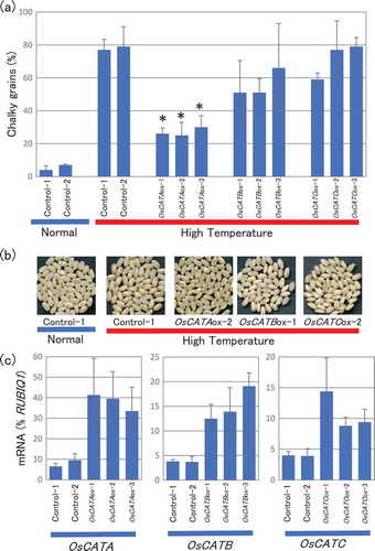 Figure 4. Changes in chalky grain production of the catalase gene overexpression plants in HT growth conditions. (a) Each plant was grown in a greenhouse in normal conditions (27°C/25°C) before flowering, and then it was grown in HT conditions (33°C/29°C). Values represent the ratio of chalky grains and the average of triplicate experiments, and the error bars indicate SD. The symbol indicates a significant difference from the control plants (HT) at the 0.01% level. (b) Appearance of grains. (c) Accumulation of OsCATA, OsCATB, or OsCATC mRNA in the grains of the OsCATA-ox, OsCATB-ox, OsCATC-ox, or vector-control plants in HT growth conditions. The homozygote ox and vector-control plants were grown in a greenhouse and after flowering they were grown in HT conditions. Total RNA was extracted from the grains at 10 DAF. Values were standardized to the expression levels of a rice polyubiqutin gene (RUBIQ1). Values represent the average of three individual plants, and the error bars indicate SD.