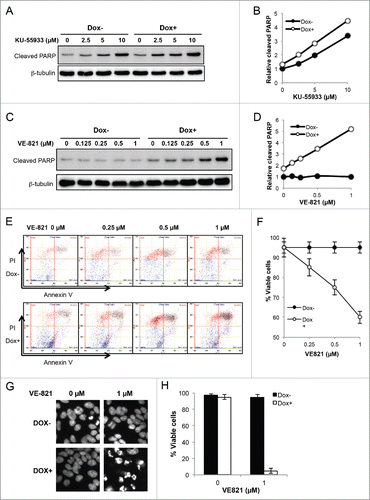 Figure 5. ATR but not ATM protects PCNA-Ub cells from undergoing apoptosis. (A,B) Inhibition of ATM by KU-55933 for up to 2 d did not affect apoptosis in Dox-induced and uninduced PCNA-Ub cells. KU-55933 was added to the indicated final concentration one day after Dox induction, and apoptosis was measured by PARP cleavage. (C,D) Inhibition of ATR by VE-821 for up to 2 d sensitized PCNA-Ub expression cells to undergoing apoptosis, while it did not affect uninduced PCNA-Ub cells. VE-821 was added to the indicated final concentration one day after Dox induction and apoptosis was measured by PARP cleavage. Note that the concentration of VE-821 was 1/10 that of KU-55933. (E,F) Flow cytometric analysis of PCNA-Ub-transfected cells after 2-day treatment with VE-821 to measure apoptotic (Annexin V) and inviable (PI) cells. (E) Representative flow cytometric data. (F) Statistic analysis of the flow cytometric data with standard deviation. (G,H) Effects of 1 µM VE-821 on PCNA-Ub transfected cells after 3-day treatment. Cells were stained by Hoechst (G) to determine % viability (H).