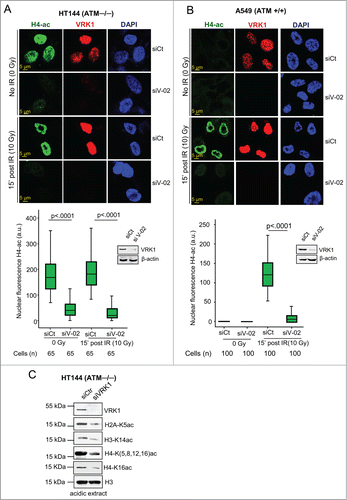 Figure 1. VRK1 depletion reduces histone acetylation. (A) Effect of VRK1 knockdown and ionizing radiation on H4K(5, 8, 12,16) acetylation in HT144 (ATM−/−) cells. VRK1 was knocked-down in HT144 melanoma cells and histone acetylation was determined by confocal immunofluorescence. At the bottom is shown the relative fluorescence level in arbitrary units (a.u.), and the level of proteins in a Western blot. siCt: si-Control. siV-02: si-VRK1-02. (B) Effect of VRK1 knockdown and IR on H4 global acetylation in A549 (ATM+/+) cells. VRK1 was knocked-down in A549 lung cancer cells and histone H4K(5, 8, 12, 16) acetylation was determined by confocal immunofluorescence. At the bottom, the relative fluorescence level in arbitrary units (a.u.) and the level of proteins in immunoblots are shown. siCt: si-Control. siV-02: si-VRK1-02. (C) Effect of VRK1 knockdown on 3 different nucleosomal histones that includes acetylated histone H2A-K5ac, H3K14ac, H4K(5,8,12,16)ac and H4K16ac in HT144 (ATM−/−) cells. Histones were acid extracted and protein levels determined with specific antibodies. All experiments were performed at least 3 times and the number of cells counted from each experiment is the same and where analyzed by ANOVA test.