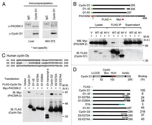 Figure 1 Cyclin D1 binds to PACSIN 2 through its C-terminal E-rich motif. (A) Immunoprecipitation (IP)-western blot (WB) was performed to determine the binding of endogenous cyclin D1 and Pacsin 2. Protein lysates were prepared from either NIH 3T3 cells or murine liver tissue. IP was conducted with a cyclin D1 antibody pre-conjugated to agarose. The immunoprecipitates was subjected to WB for detection of Pacsin 2. (B) IP-WB was conducted of cells transfected with either an expression vector for Myc epitope-tagged PACSIN 2 and FLAG-tagged cyclin D1 wild type or mutant expression vectors. The schematic representation shows the acidic-rich region. The C-terminal E-rich motif is required for PACSIN 2 binding. (C) Amino acid sequence of the carboxyl terminal region of cyclin D1. IP-WB of PACSIN 2 association with D-type cyclins, wild type or mutant is as shown. IP was conducted with the FLAG antibody directed to the N-terminus of cyclin Ds with western blot to detect the Myc epitope of PACSIN 2. The amino acid residues required for the binding were mapped to E278 and E280 for cyclin D1 and E272 and E274 for cyclin D2, respectively. (D) Schematic representation of constructs of D-type cyclins that were used for mapping the domain requirement for PACSIN 2 binding.