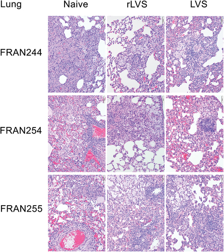 Figure 4. Histopathology of lungs from F. tularensis challenged rats. Rats were unvaccinated (naïve) or vaccinated with rLVS, or LVS, as indicated; challenged with FRAN244 (top), FRAN254 (middle), or FRAN255 (bottom); and monitored for survival for 21 days. All naïve rats were necropsied at death or following euthanasia when moribund. Vaccinated rats survived and were euthanized and necropsied at the end of the experiment; however one rLVS (single dose) rat challenged with FRAN255 did succumb). Lungs were examined for histopathology. A representative animal from each group is shown. For the rLVS group, all images shown are from the single dose 107 CFU vaccinated group.