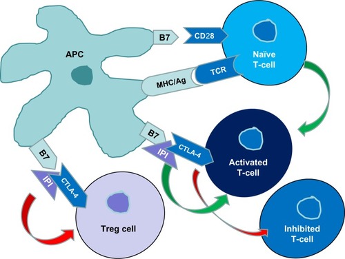 Figure 1 T-cells are activated by at least two signals between the T-cell and an antigen presenting cell.