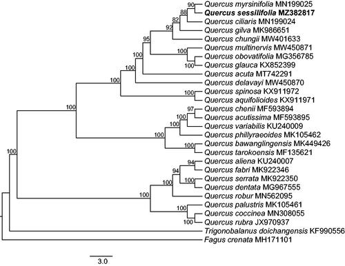 Figure 1. The maximum-likelihood (ML) phylogenetic tree reconstructed by raxmlGUI 1.5 (Silvestro and Michalak Citation2012) based on cp genome sequences of 26 oak tree species and two outgroups, Trigonobalanus doichangensis (A.Camus) Forman and Fagus crenata Blume. The bootstrap support value is labeled for each node.