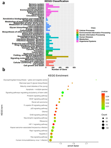 Figure 5 Pathway analysis of target genes of DEmiRNAs between SC and SF. (a) KEGG classification of target genes. (b) Pathways associated with target genes. Analysis Method: Fisher’s Exact Test (precision inspection), p-value < 0.05, with a minimum difference count of 4.