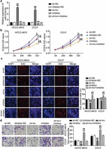 Figure 4. Suppression of miR-513a-5p abolished the role of TTN-AS1 knockdown in cholangiocarcinoma cell proliferation and migration. (a) The effects of TTN-AS1 on miR-513a-5p expression was evaluated by RT-qPCR. (b) CCK-8 assay was performed to determine the role of miR-513a-5p in cell proliferation. (c) The EdU percentage of CCLP and HCCC-9810 cells regulated miR-513a-5p was detected by EdU assay. (d) The potential of miR-513a-5p in cell migratory capability was assessed by transwell assay. **P < 0.01 vs. sh-NC group. &&P < 0.01 vs. inhibitor-NC. ##P < 0.01 vs. sh-lnc+inhibitor