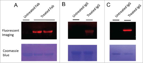 Figure 2. Fluorescence imaging of Fab and IgG antibodies modified by 6-AM-2-PCA. (A) Fab antibodies were treated with 6-AM-2-PCA, following by fixing to the membrane and incubation with DBCO-Seta650. Fluorescence signal was detected. (B) IgG antibodies were treated with 6-AM-2-PCA, following by fixing to the membrane and incubation with DBCO-Cy5.5. Fluorescence signal was detected. (C) IgG antibodies were treated with 6-AM-2-PCA, and sequentially labeled with DBCO-Cy5.5. The upper panel is the fluorescent imaging. The lower panel is Coomassie brilliant blue R-250 staining of proteins.