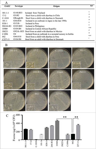 Figure 3. CA production in pathogenic EAEC strains. Eleven EAEC strains were tested for colanic acid production. Serotype and origen of strains are indicated in panel A. CA levels produced by EAEC strains were examined on DMEM-plates (Panel B) and quantified by determining fucose contents (Panel C). Asterisks indicate significant differences by ANOVA (**, P < 0.001).