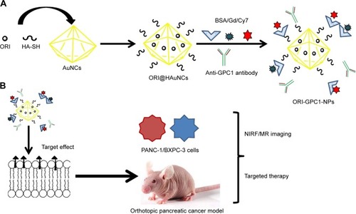 Figure 1 Overview of the study.Notes: (A) Preparation of GPC1-targeted NCs (ORI-GPC1-NPs). (B) ORI-GPC1-NPs are multifunctional theranostic nanoplatforms used for NIRF/MR imaging and targeted therapy. The anti-GPC1 antibody, BSA, Cy7-NHS ester, and Gd-DOTA-NHS ester were covalently grafted onto AuNCs based on an esterification reaction between the amino group and carboxyl group.Abbreviations: AuNCs, gold nanocages; BSA, bovine serum albumin; Gd, gadolinium; HA-SH, thiolated hyaluronic acid; MR, magnetic resonance; NIRF, near-infrared fluorescence; ORI, oridonin; ORI-NPs, Gd-ORI@HAuNCs-Cy7 nanoparticles; ORI-GPC1-NPs, GPC1-Gd-ORI@HAuNCs-Cy7 nanoparticles.