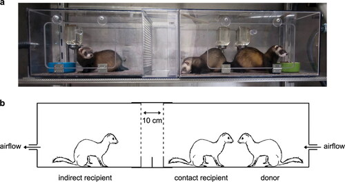 Figure 4. (a and b) The experimental set up to establish direct transmission (via contact) and indirect transmission (via air) of SARS-CoV-2 in ferrets. The inoculated donor ferret is kept in a cage while the recipient ferret is placed in another cage that is separated by two steel grids, 10 cm apart, to prevent direct contact. Reproduced from Richard et al. (Citation2020) under Creative Commons Attribution 4.0 International License (http://creativecommons.org/licenses/by/4.0/.).