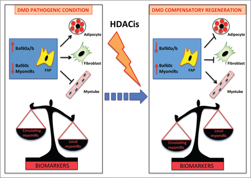 Figure 2. myomiRs as biomarkers of HDACi activity in DMD. FAPs are key cellular determinants of DMD progression. In pathologic conditions these cells differentiate into adipocytes and fibroblasts leading to muscle degeneration. This process is driven by BAF60a and BAF60b-based SWI/SNF complex that promotes the expression of fibro-adipogenic genes. As a consequence of muscle wasting, myomiRs are released in the circulation and have been proposed as biomarkers of DMD disease (Left panel). HDACi treatment at early stages promotes compensatory regeneration by inducing in FAPs BAF60c, which directs myogenesis, and up-regulating myomiRs, which suppress the fibro- adipogenesis In this context, a local increase of myomiRs inversely correlates with the decrease of circulating myomiRs, suggesting that the ratio between circulating/local myomiRs could provide an accurate biomarker of disease progression and response to HDACi (Right panel).