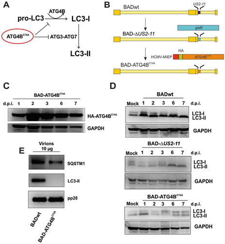 Figure 7. Infection with HCMV strain BAD-ATG4BC74A eliminated the lipidation of LC3. (A) Prior to lipidation, a precursor form of LC3, pro-LC3, is cleaved by the protease ATG4B. This step is essential for the subsequent membrane conjugation event of LC3. A dominant-negative version of ATG4B does not cleave pro-LC3, and also inhibits the interaction of LC3-I with ATG7, thereby preventing the lipidation of LC3-I. (B) Schematic presentation of an HCMV strain, expressing a dominant-negative version of ATG4B, termed BAD-ATG4BC74A. The generation of this virus was performed using the galK recombination method, producing a 2 USD-11-deleted intermediate BACmid. In this BACmid, the gene region 2 USD-11 of the parental strain BADwt was replaced by a DNA fragment, encoding the bacterial galK gene, required for positive selection in bacteria. In a second step, a DNA fragment encoding a hemagglutinin antibody epitope (HA)-tagged version of ATG4BC74A (HA-ATG4BC74A) was used to replace the galK gene. Both this BAC and the intermediate BAC-∆2 USD-11 were reconstituted, resulting in the viruses BAD-∆2 USD-11 (control) and BAD-ATG4BC74A. In the latter virus, the ATG4BC74A construct is driven by a modified version of the major immediate-early promoter of HCMV, containing a nonfunctional cis repressive sequence (crs). (C) Western blot analysis of HFF infected with BAD-ATG4BC74A for different times. The expression of ATG4BC74A starts at day 1 p.i. and also continues at later stages of infection. (D) Western blot analysis of LC3 expression in HFF infected with BADwt, BAD-∆2 USD-11, or BAD-ATG4BC74A, respectively, for different times. Mock-infected cells were taken along for reference. While BADwt and BAD-∆2 USD-11 induce the lipidation of LC3 (LC3-II) to a similar extent at 24 h.p.i., LC3-II is reduced and the amounts of non-lipidated LC3-I increase on day 2 post-infection onwards with BAD-ATG4BC74A. (E) Western blot analysis of purified viral particles of BADwt and BAD-ATG4BC74A. Virions of BAD-ATG4BC74A contain neither form of LC3, as opposed to purified virions of the parental strain BADwt, which display the membrane-bound form LC3-II. Both viruses contain similar amounts of SQSTM1
