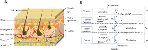 Figure 1 The multilayer geometry model of the drug transport system: vehicle, SC, viable epidermis, and dermis. (A) The 3D schematic diagram of vehicle and skin texture. (B) The 2D schematic diagram of drug permeation process from vehicle to subcutis and the highlighted pathways remarked with diffusion coefficients (Dm, Ds, De, and Dd).