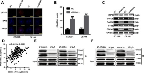 Figure 5 The interaction between CDKN3 and RAD51 in ESCA. (A–B) CDKN3-regulated cisplatin-induced γH2AX foci (A) and quantitative results (B) in ESCA. Scale bar=5 μm. (C) CDKN3 knockdown regulated cisplatin chemoresistance-related proteins. (D) Correlation between CDKN3 and RAD51 mRNA expression in TCGA ESCA dataset. (E–F) Interaction between endogenous CDKN3 and RAD51 in EC109R (E) and OE19R (F) cell lines by Co‑IP. ***P<0.001.Abbreviations: EC109R, cisplatin-resistant EC109 cell line; OE19R, cisplatin-resistant OE19 cell line; NC, negative control; shCDKN3, cells transfected with shCDKN3 plasmid; RSEM, RNA-Seq by Expectation-Maximization.