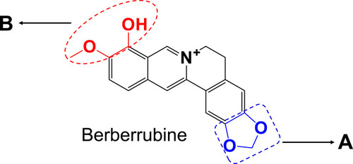 Figure 1 Chemical structure of berberrubine: Section (A) the methylenedioxyphenyl structure; section (B) the methylated catechol structure.