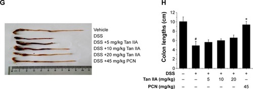 Figure 4 Clinical assessment of dextran sulfate sodium (DSS)-induced inflammatory bowel disease in vehicle-, Tan IIA-, and PCN-treated mouse model.