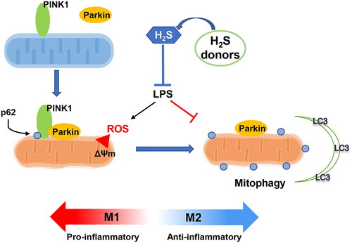 Figure 8. Graphic abstract. The schematic picture to demonstrate the immunoregulatory effect of hydrogen sulfide (H2S) in regulating macrophage phenotype change. LPS impaired the PINK1/Parkin-mediated mitophagy, which inducing the pro-inflammatory phenotype of macrophages. Otherwise, the H2S donors (NaSH and SPRC) rescued the damaged mitophagy process and promoted the macrophage switching to anti-inflammatory phenotype.