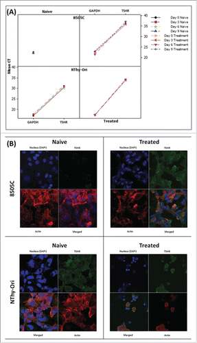 Figure 6. MEKi treatment induces reinstatement of TSHR protein in anaplastic thyroid cells (A) Gene expression analysis can detect TSHR expression in 8505C cells only following sustained MEK inhibitor treatment. TSHR is readily detectable in both the naïve and resistant BRAFWT NThy-Ori cell line. (B) Confocal analysis detects expression of the TSHR protein expression in 8505C cells following sustained MEK inhibitor treatment. TSHR protein is readily detectable in both the naïve and resistant BRAFWT NThy-Ori cell line. Confocal Legend: TSHR: Green; Actin: Red; Nucleus: Blue Images (individual color channels and merged) taken on 63X objective lens.