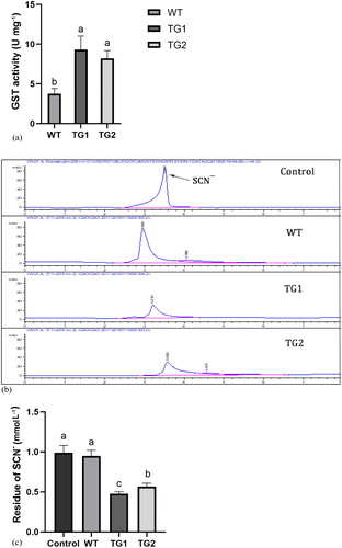 Figure 5. TeGST activity in crude protein extract in vitro. (A) GST activity in WT and transgenic plants (TG1, TG2). (B) HPLC analysis of guanidine thiocyanate residue after degradation by the crude protein of WT, TG1 and TG2. (C) Concentration of guanidine thiocyanate residue in a liquid medium in which blank control, WT and transgenic lines (TG1, TG2) were grown. Values are means of three replications ± SD. Different letters at the top of the bar indicate significant differences according to univariate ANOVA (p < 0.05).