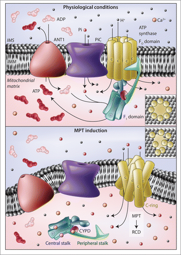 Figure 1. Implication of the ATP synthasome in the mitochondrial permeability transition. (A) In physiological conditions, the F1FO ATP synthase harnesses the electrochemical gradient established across the inner mitochondrial membrane (IMM) by respiratory chain complexes to produce ATP. The substrates of this reaction, i.e., ADP and inorganic phosphate (Pi), are provided by various members of the solute carrier (SLC) protein family, including SLC25A4, best known as adenine nucleotide translocase 1 (ANT1) and SLC25A3, best known as mitochondrial phosphate carrier (PiC). In particular, ANT1 exports ATP from the mitochondrial matrix in exchange of ADP (both of which are transported along their concentration gradient), whereas PiC operates as an H+-driven Pi/H+ symporter. (B) In response to oxidative stress or cytosolic Ca2+ overload, Ca2+ ions accumulate in the mitochondrial matrix and bind to the F1 domain of the F1FO ATP synthase, an activity that may be regulated by peptidylprolyl isomerase F (PPIF, best known as cyclophilin D, CYPD). In these conditions, F1 domains appear to dissociate from their IMM-embedded interacting partners (FO domains), allowing c-rings to structurally rearrange and form relatively unselective pores that initiate the mitochondrial permeability transition (MPT). Both ANT1 and PiC have been shown to influence the propensity of cells to undergo MPT-driven regulated cell death (RCD), but the precise molecular mechanisms remain elusive. IMS, mitochondrial intermembrane space.