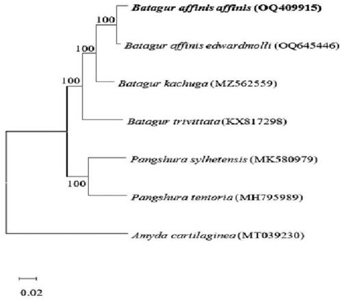 Figure 3. Neighbor-joining tree showing the genetic related of Batagur spp. The evolutionary history was inferred using the Neighbour-Joining method (NJ) (Saitou and Nei Citation1987). the bootstrap consensus tree inferred from 1000 replicates (Felsenstein Citation1985) is taken to represent the evolutionary history of the taxa analyzed (Felsenstein Citation1985). Branches corresponding to partitions reproduced in less than 50% of bootstrap replicates are collapsed. The percentage of replicate trees in which the associated taxa clustered together in the bootstrap test (1000 replicates) are shown next to the branches (Felsenstein Citation1985). the evolutionary distances were computed using the Kimura 2-parameter method (Kimura Citation1980) and are in the units of the number of base substitutions per site. This analysis involved four nucleotide sequences. Codon positions included were 1st + 2nd + 3rd + noncoding. All ambiguous positions were removed for each sequence pair (pairwise deletion option). there was a total of 11391 positions in the final dataset. Evolutionary analyses were conducted in MEGA X (Kumar et al. Citation2018). the following sequences were used: Batagur affinis edwardmolli OQ645446 (Salleh et al. Citation2023), Batagur kachuga MZ562559 (Das et al. Citation2021), Batagur trivittata KX817298 (Feng et al. Citation2017), Pangshura sylhetensis MK580979 (Kundu et al. Citation2020), Pangshura tentoria MH795989 (Kundu et al. Citation2019), and Amyda cartilaginea MT039230 (Cui et al. Citation2020).