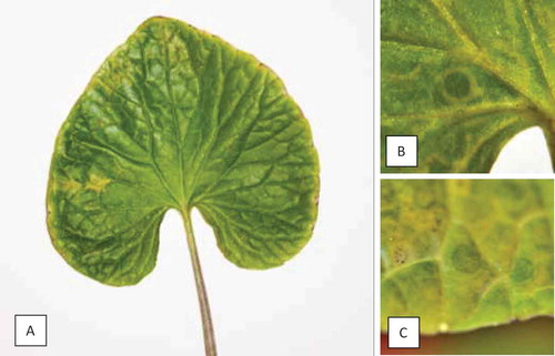 Fig. 3 Symptoms following artificial inoculation of wasabi mottle virus on wasabi leaves. (a) Chlorotic spot. (b) Ringspot. (c) Necrotic ringspot 22 days after mechanical inoculation